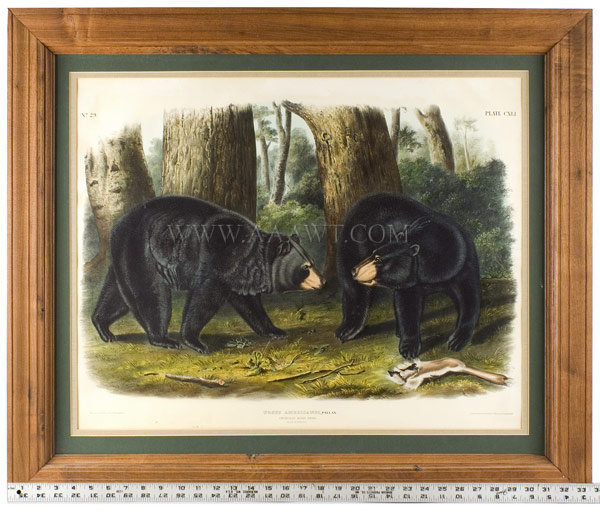 Audubon Print, American Black Bear, Male and Female, Plate CXLI
The Viviparous Quadrupeds of North America
Ursus Americanus, Pallas
Signed and Dated J. T. Bowen, 1848, scale view